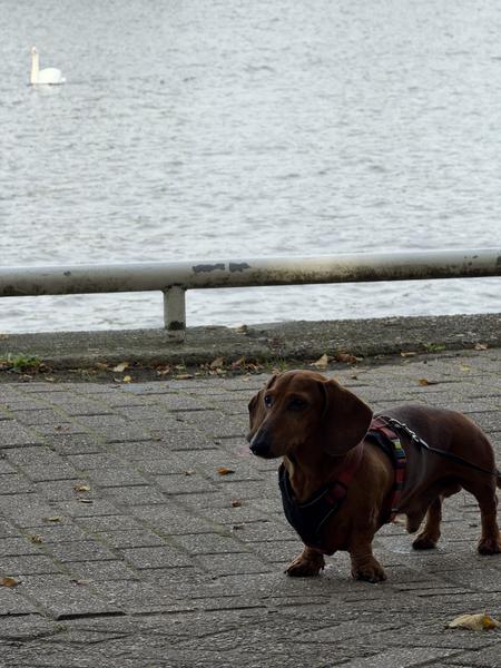 A small brown Dachshund dog, wearing a harness and leash, walks along a paved path next to the water at Commandantsbrug, Marineterrein, Amsterdam